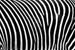 3562296-black-and-white-texture-of-zebra-skin