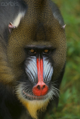 Baboon