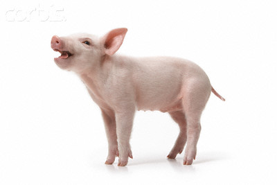 Pig2