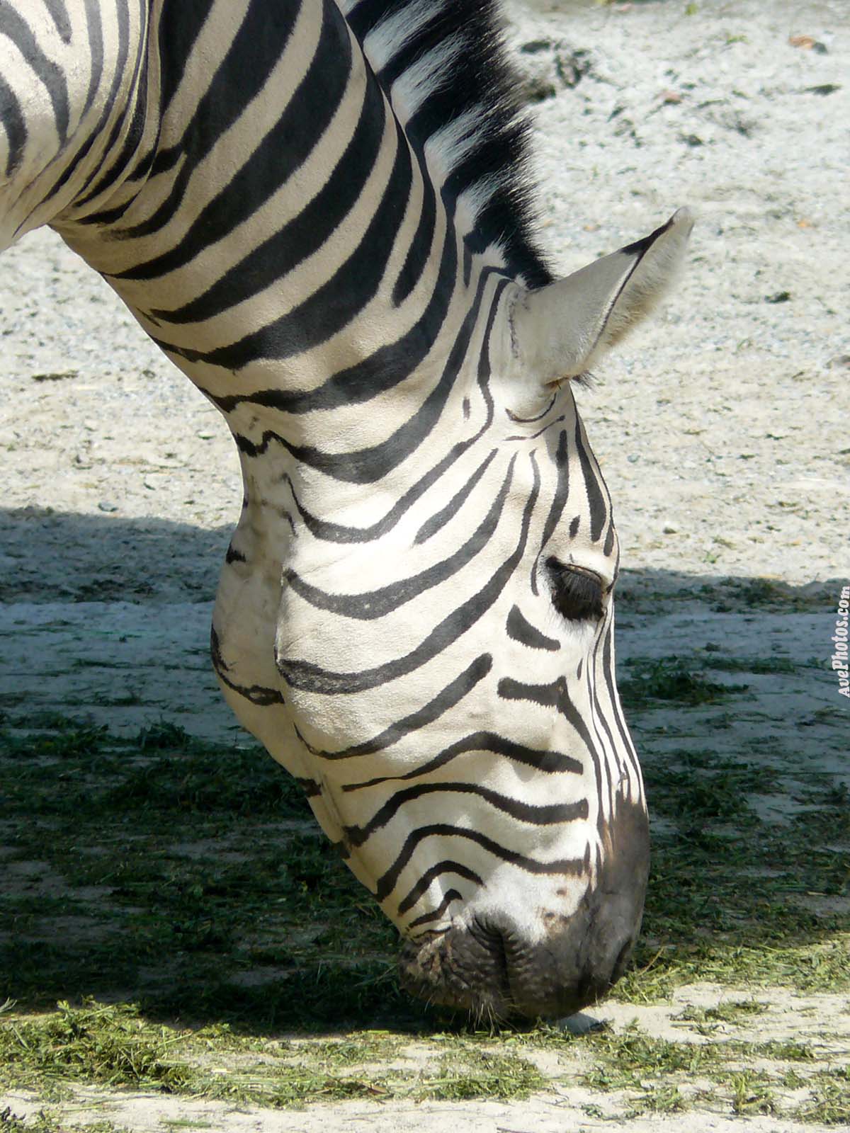 Zebra-photo