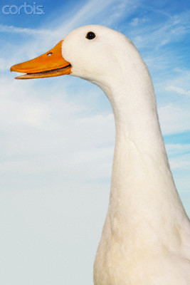 goose