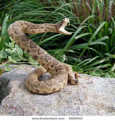 stock-photo-rattle-snake-coiled-for-attack-6690043