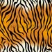 tiger_skin