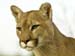 wild_cat_desktop_wallpaper_14258